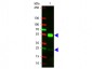 Anti-Swine IgG (H&L)  (Texas Red™ Conjugated) Secondary Antibody